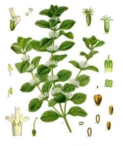 Jablčník obyčajný - Marrubium vulgare
