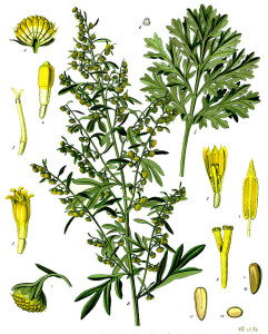 Palina pravá-Artemisia absintium